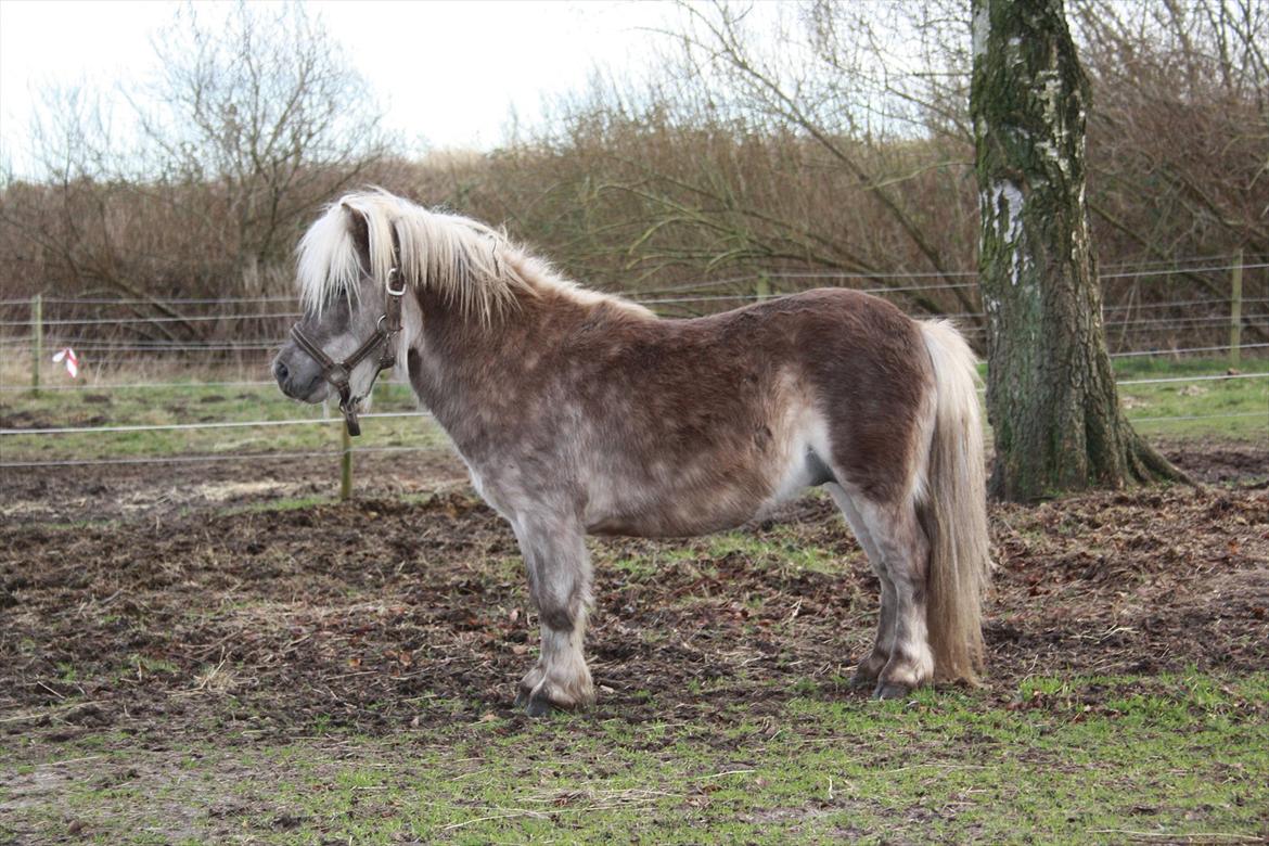 Shetlænder Silver billede 15