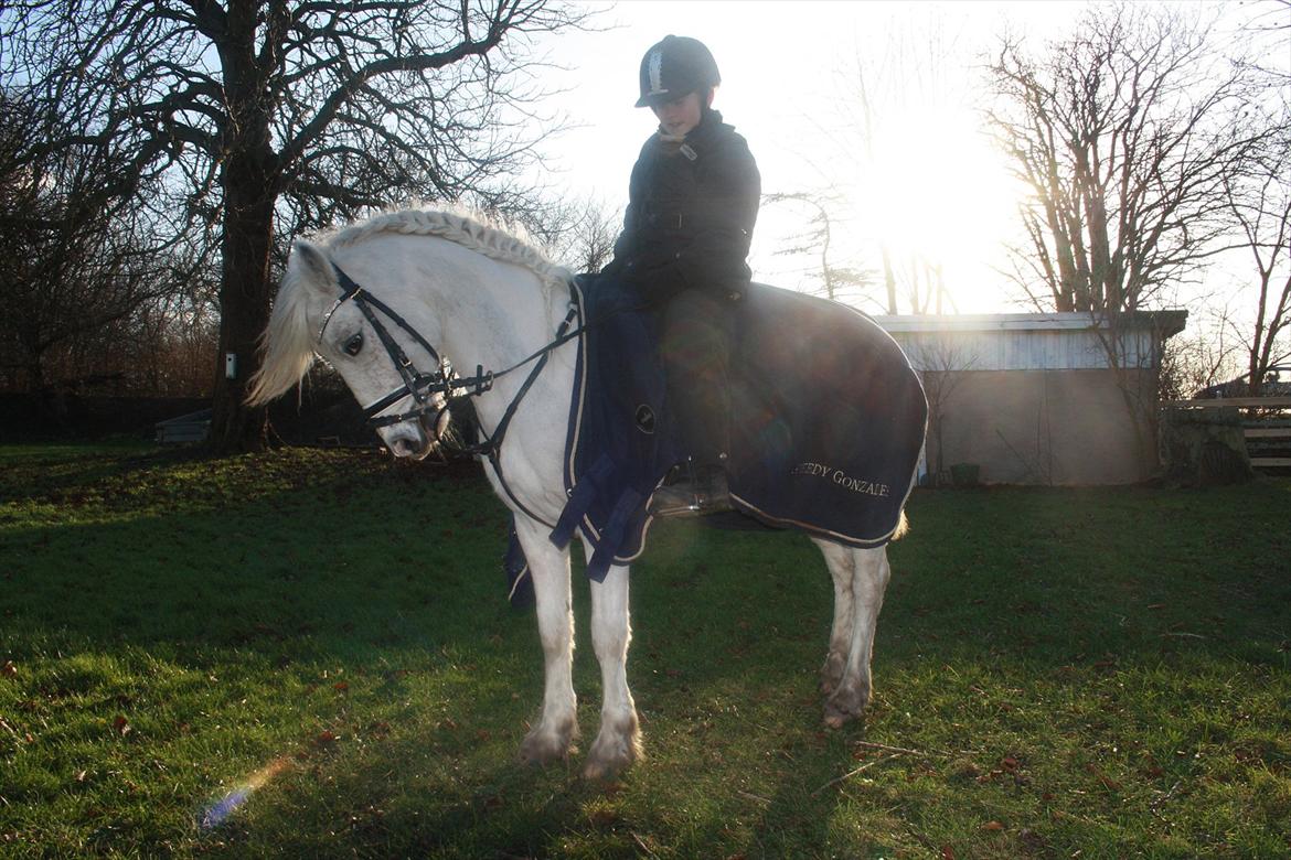 Welsh Pony (sec B) Speedy Gonzarles billede 2