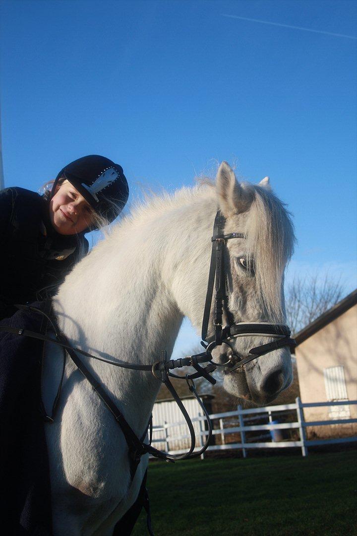 Welsh Pony (sec B) Speedy Gonzarles billede 3