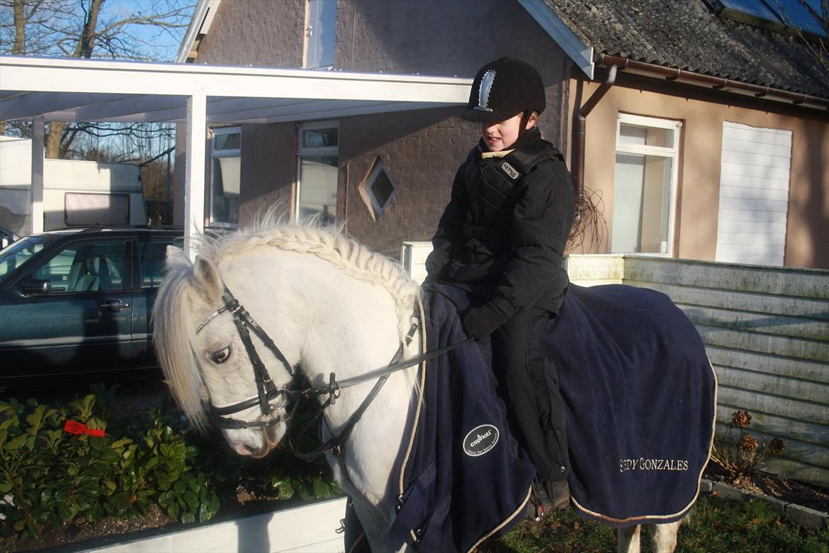 Welsh Pony (sec B) Speedy Gonzarles billede 4