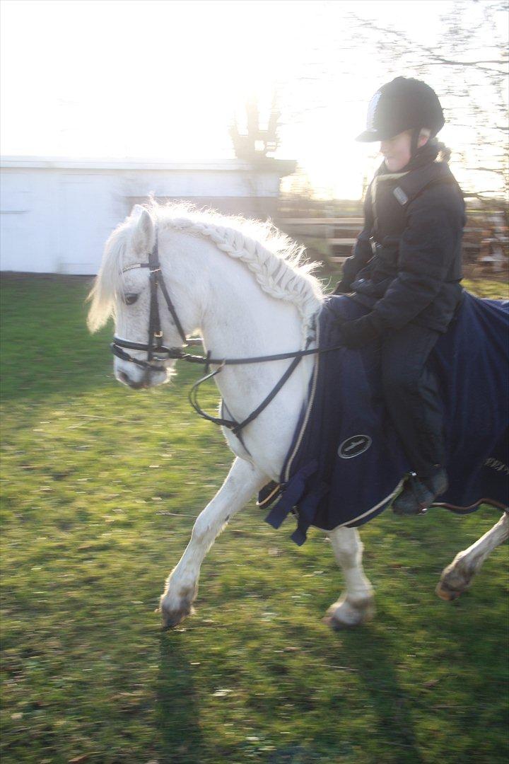 Welsh Pony (sec B) Speedy Gonzarles billede 5