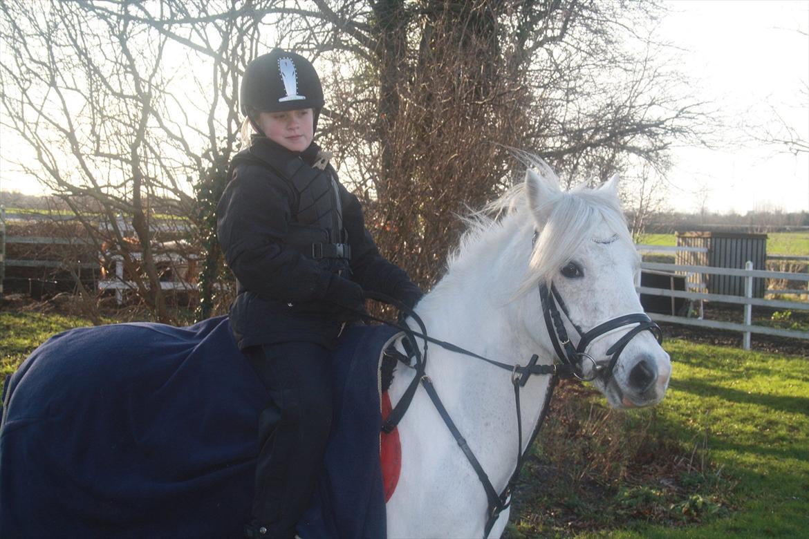 Welsh Pony (sec B) Speedy Gonzarles billede 6