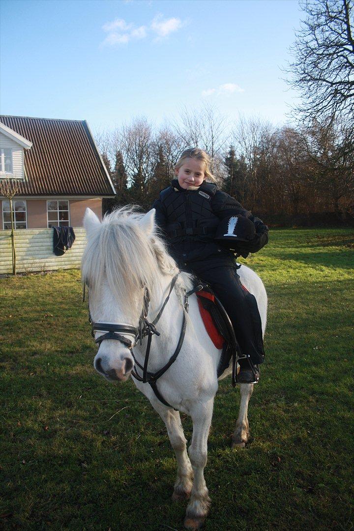 Welsh Pony (sec B) Speedy Gonzarles billede 7