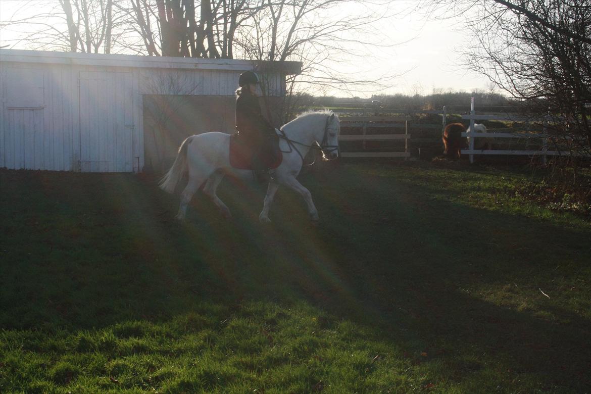 Welsh Pony (sec B) Speedy Gonzarles billede 8