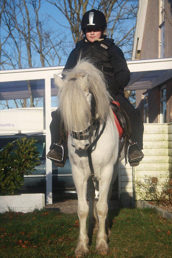 Welsh Pony (sec B) Speedy Gonzarles billede 9