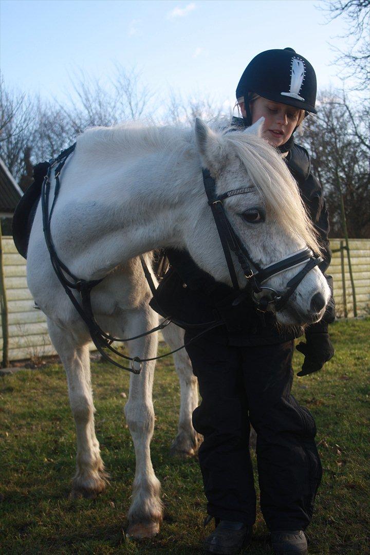 Welsh Pony (sec B) Speedy Gonzarles billede 10