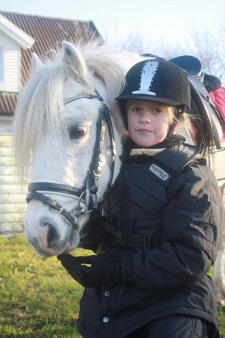 Welsh Pony (sec B) Speedy Gonzarles billede 11