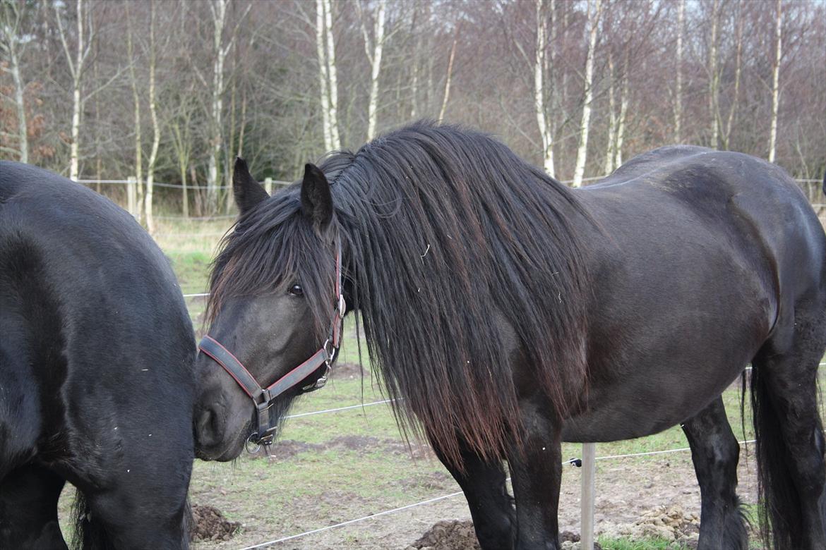 Anden særlig race Amaya #SOLGT# billede 1