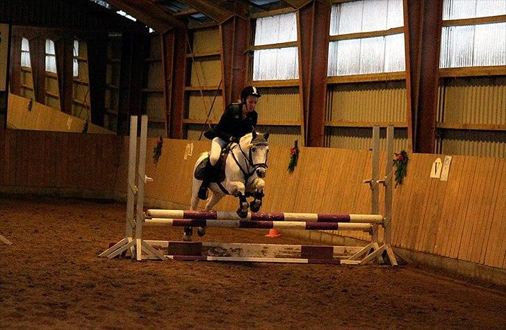 Welsh Pony (sec B) Speedy Gonzarles - speedy og min kusine LB billede 14
