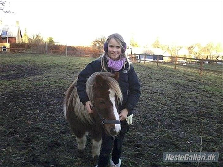 Shetlænder Knol - Velkommen til Knol's profil :) billede 1
