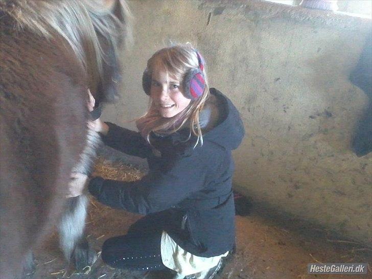 Shetlænder Knol - Der bliver omhyggeligt hygget inde i stalden :) billede 3