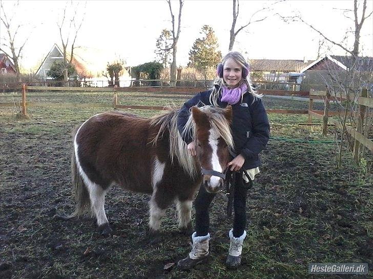 Shetlænder Knol - Knol og mig ude på folden :) billede 4
