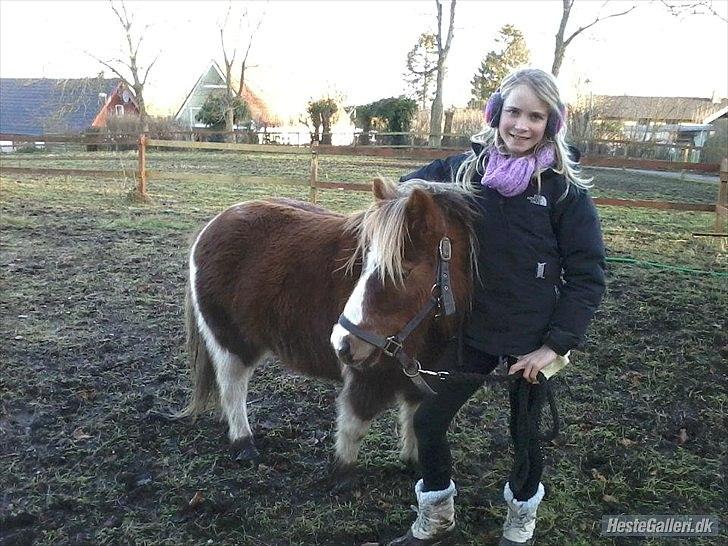 Shetlænder Knol - Smukke Knol og grimme mig :) billede 6