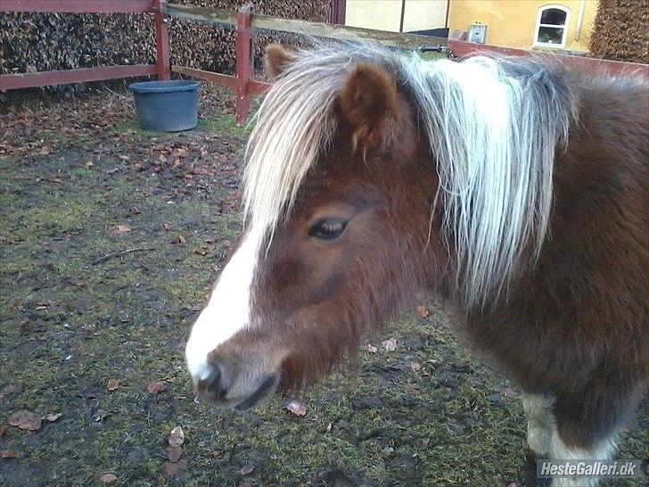 Shetlænder Knol - Dejlige Knol :) (Min perfekte vildhingst ) <3 billede 7