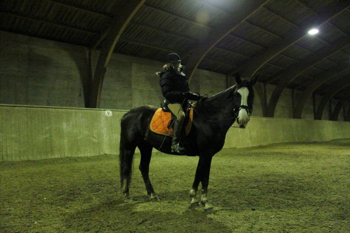 Anden særlig race Chelsey <3 billede 9