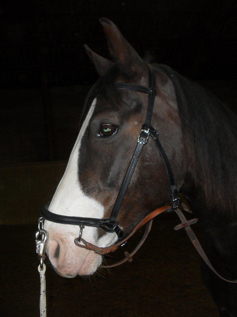 Anden særlig race Chelsey <3 - Hesten er det eneste våben der stadig virker selvom, man vender det forkert.♥ billede 8