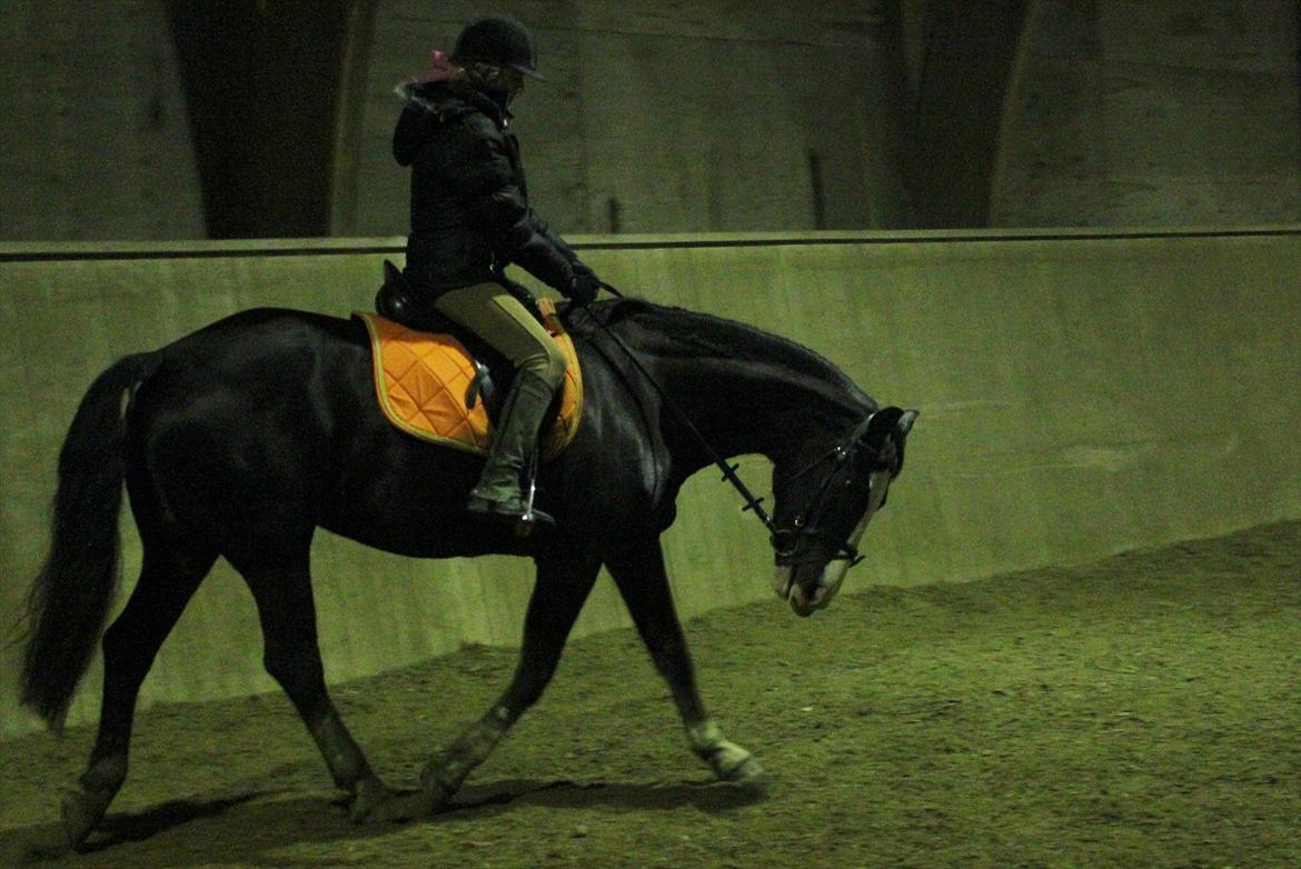 Anden særlig race Chelsey <3 billede 10