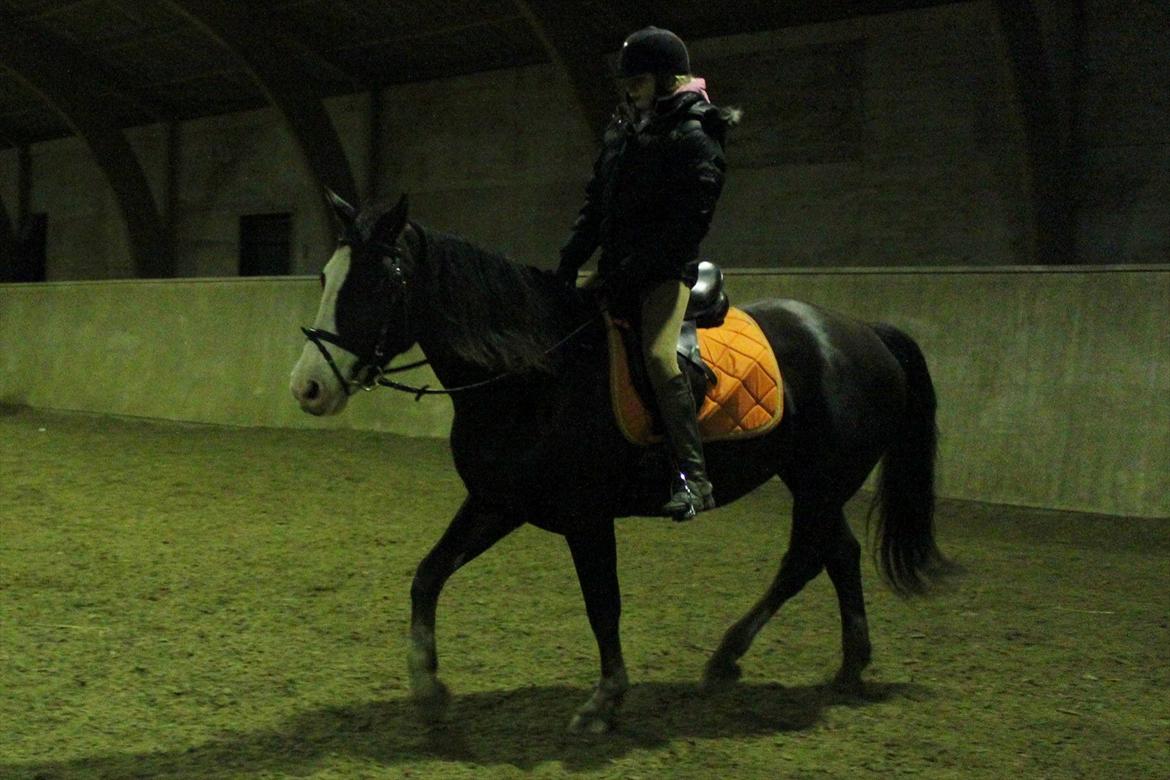 Anden særlig race Chelsey <3 billede 11