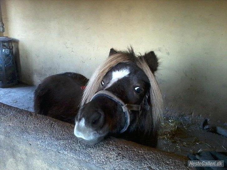 Shetlænder Tot - Farveller :) billede 12