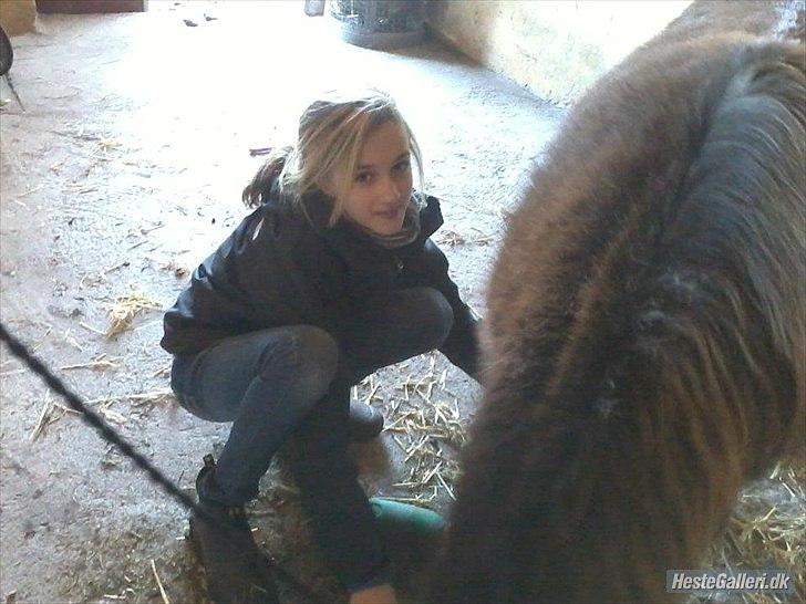 Shetlænder Tot - Sofie strigler Tot :) billede 4