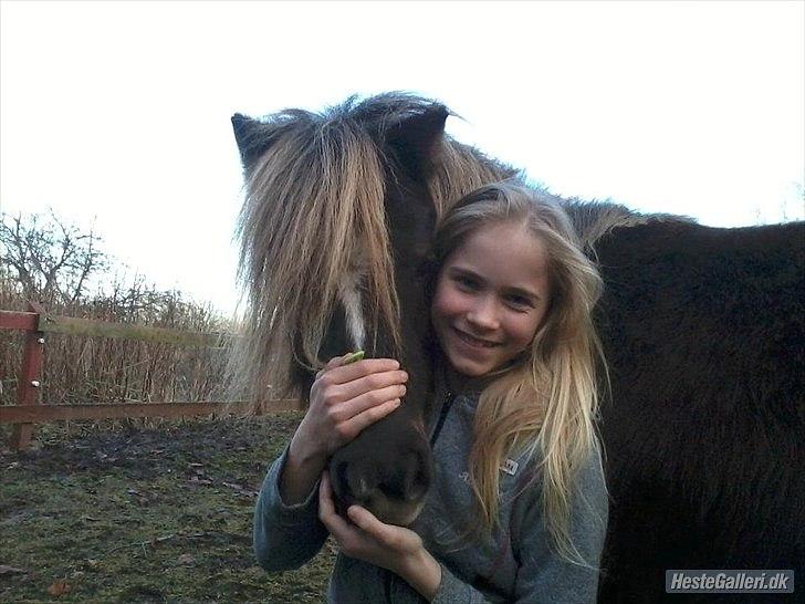 Shetlænder Tot - Skønt par :) billede 8