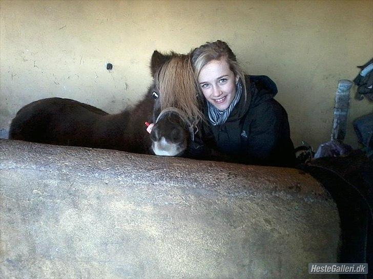 Shetlænder Tot - Sofie og Tot hygger sig i stalden :) billede 5