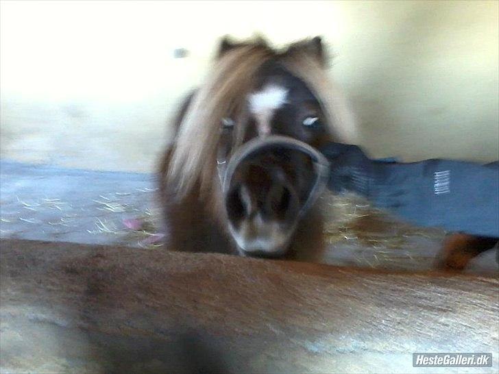 Shetlænder Tot - Håber at i nød det :) billede 11