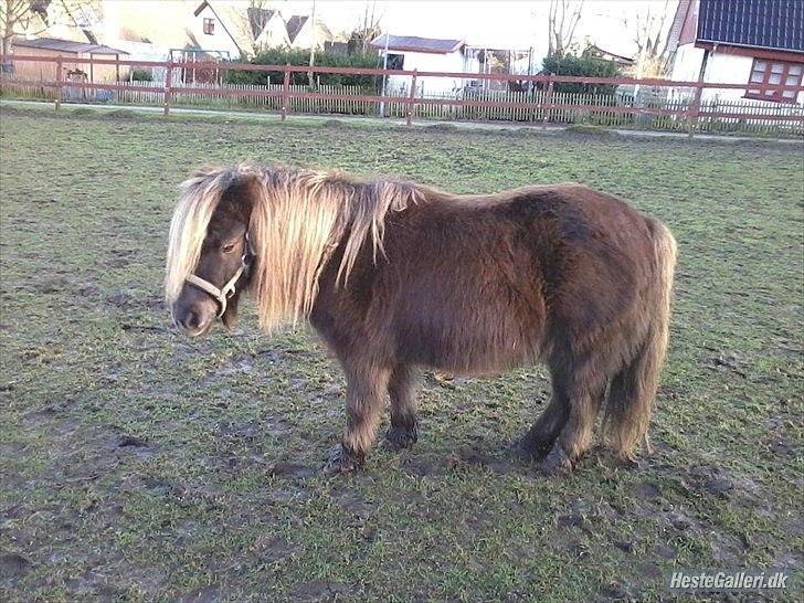 Shetlænder Tot - Hej og Velommen til Tot's profil :) billede 1
