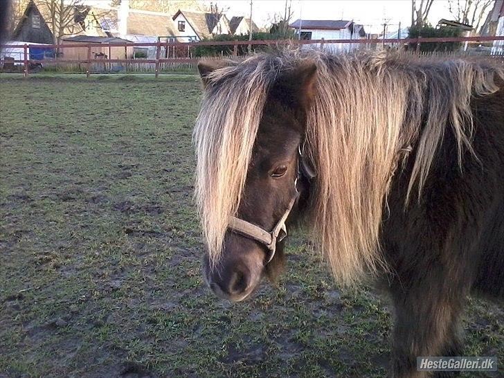 Shetlænder Tot - Her er skønne Tot :) billede 2