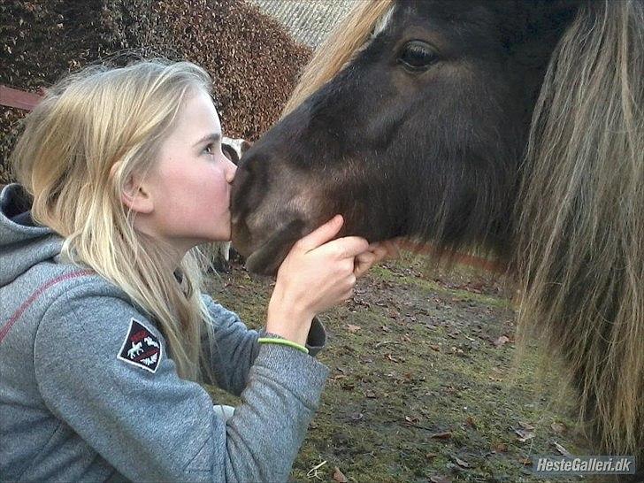 Shetlænder Tot - Mys ;* billede 9