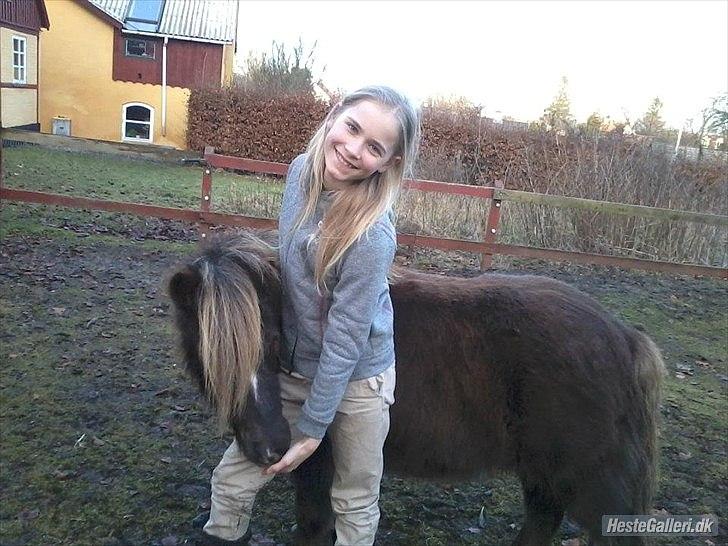 Shetlænder Tot - Tot og Marika ude på folden :) billede 10