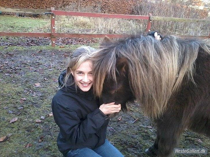 Shetlænder Tot - Sofie og Tot ude på folden :) billede 6