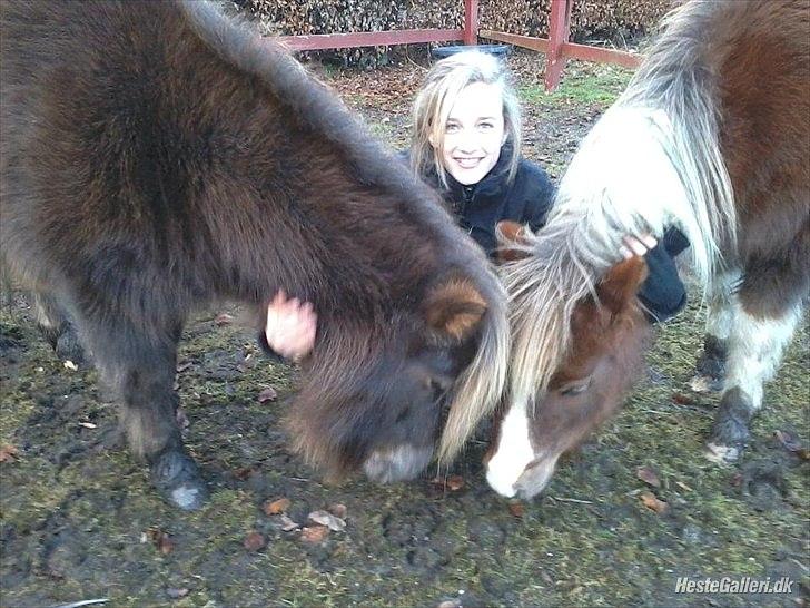 Shetlænder Tot - Her kommer nogle billeder med min veninde Sofie, og Tot sammen :) billede 3