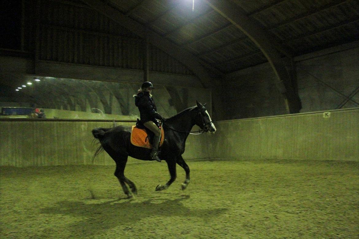 Anden særlig race Chelsey <3 billede 13