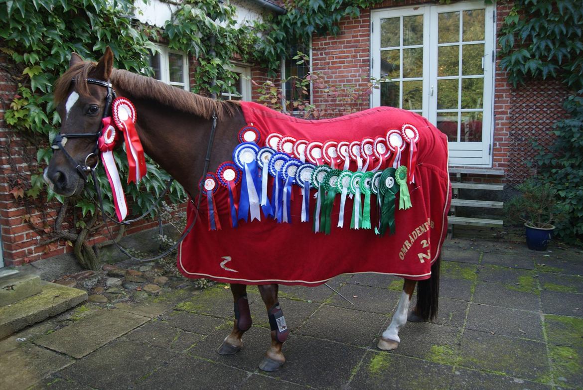 New Forest Hokus Pokus 2 billede 19