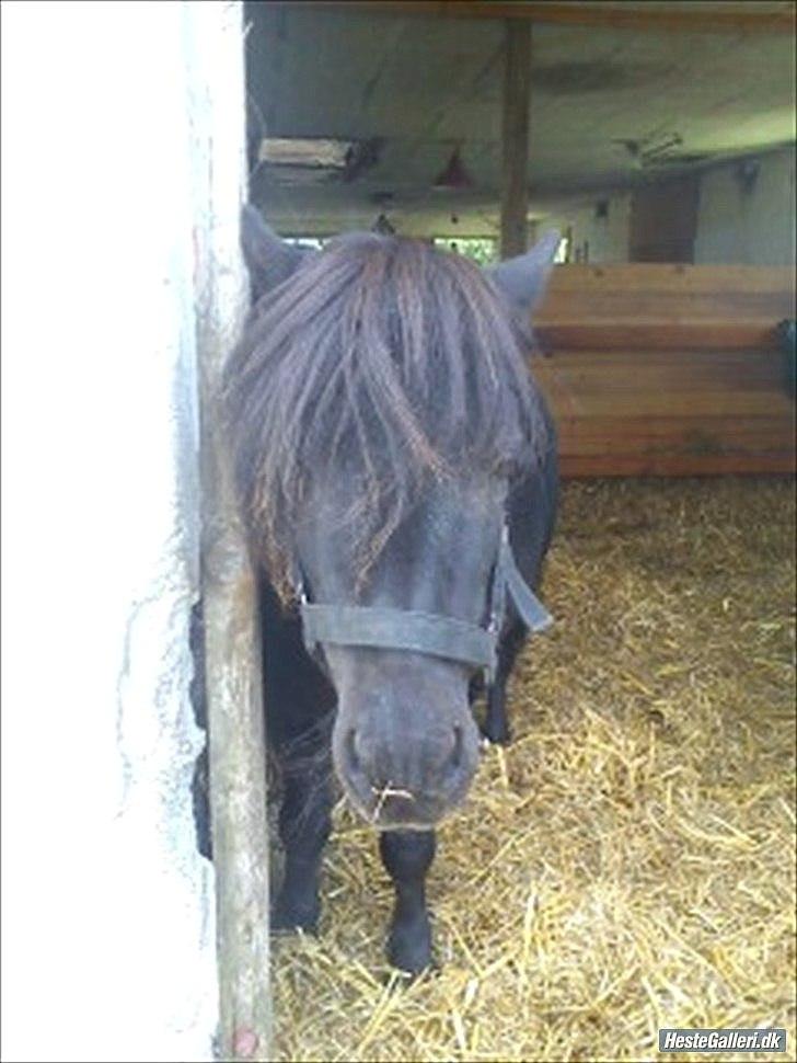 Shetlænder Sharon - Farveller :) billede 17