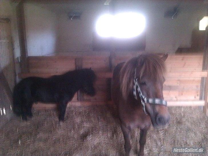 Shetlænder Sharon - Her er Sharon, og Lotte.. (Sharon holder sig altid i baggrunden) :) billede 2