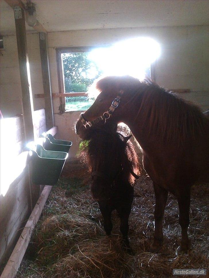 Shetlænder Sharon - Sharon, der holder lotte's mule :) billede 3