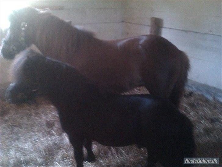 Shetlænder Sharon - Sharon og Lotte :) (Stor højdesforskel) :) billede 4