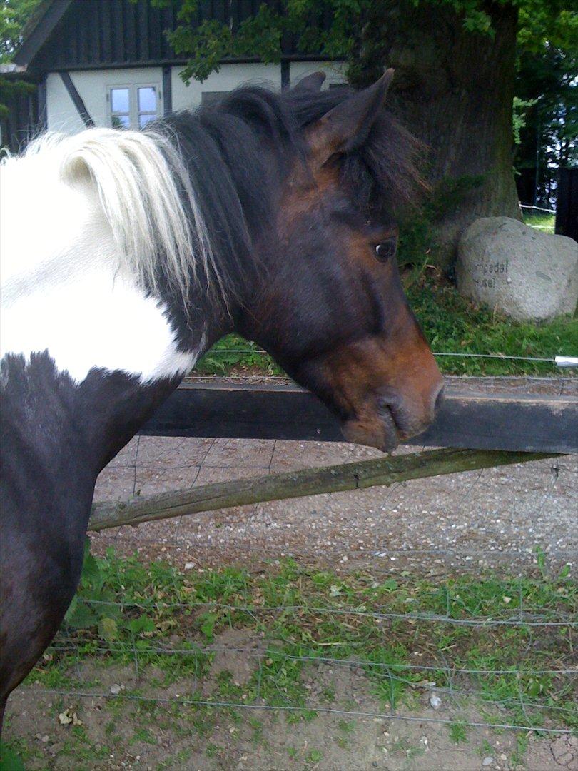 Pinto Lillefyr Part:-) - <3:-) billede 1