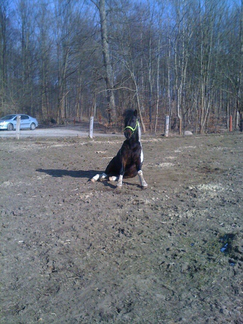 Pinto Lillefyr Part:-) - Søøde:-* billede 2