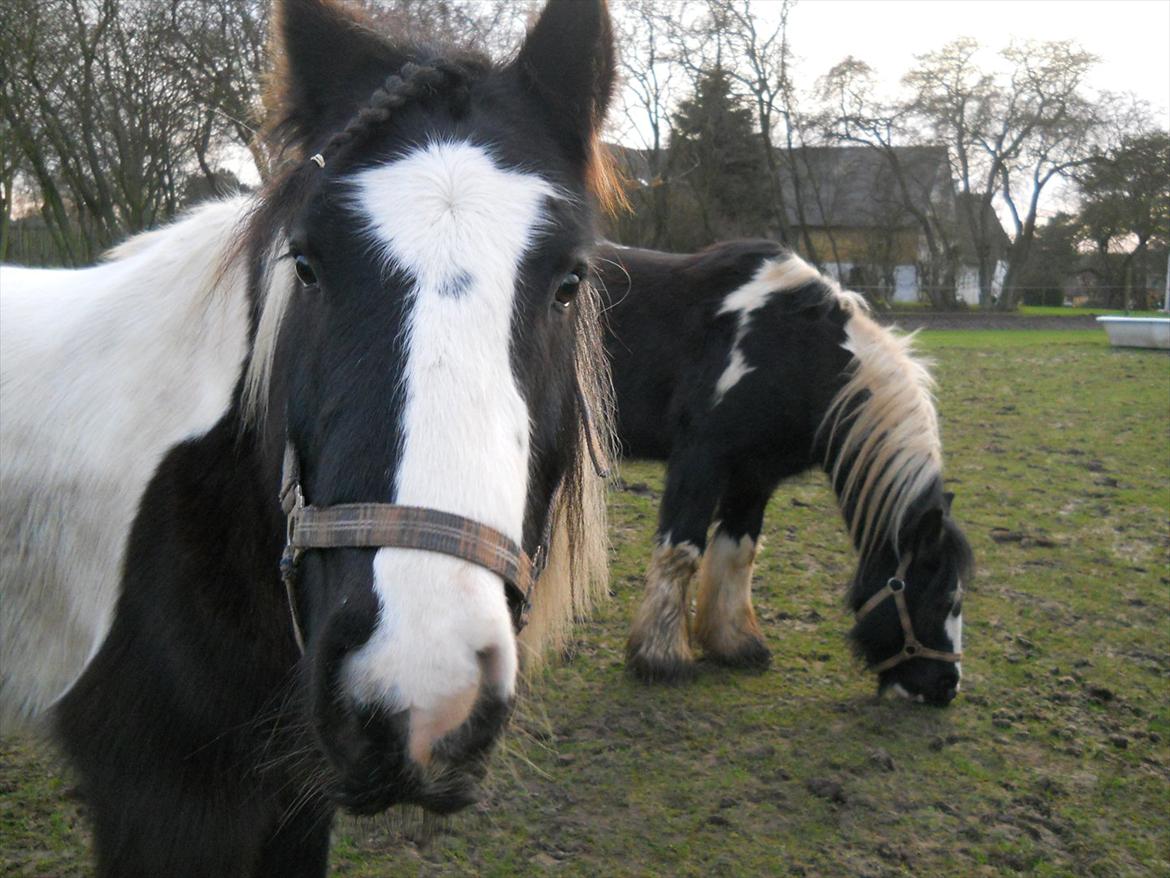 Irish Cob Pfuff    (Bandit<3) - Meget smukke Pfuff med Plet i baggrunden <3 billede 10