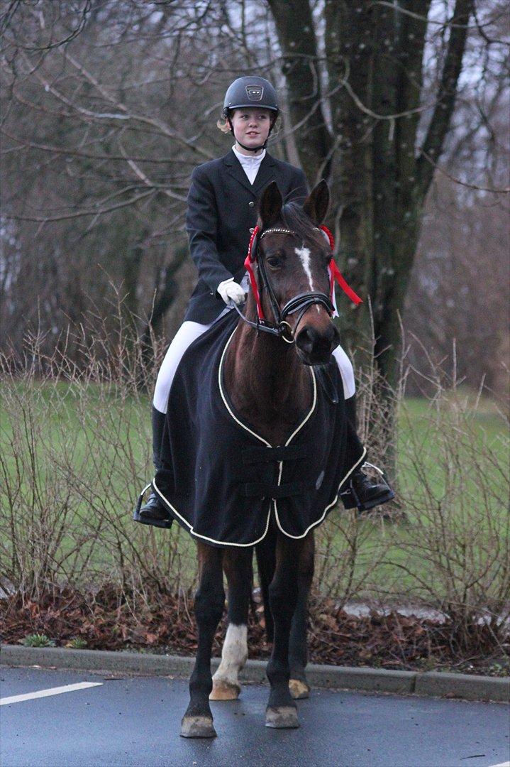 Anden særlig race Stald Birkelys Issebelle - Resultatet af stævneweekend i MORK d. 3. og 4. dec. 2011 :-)
3 røderosetter ud af 4 klasser <3
Foto: Mia Jessen billede 11