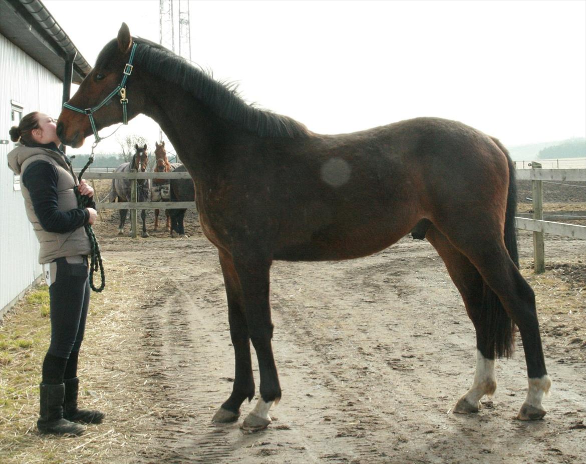 Dansk Varmblod Skovbogaards Camilo billede 20