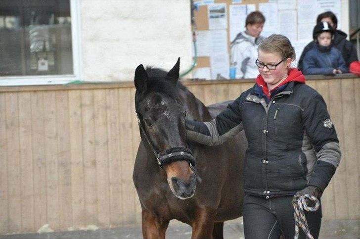 Anden særlig race Tonga billede 2