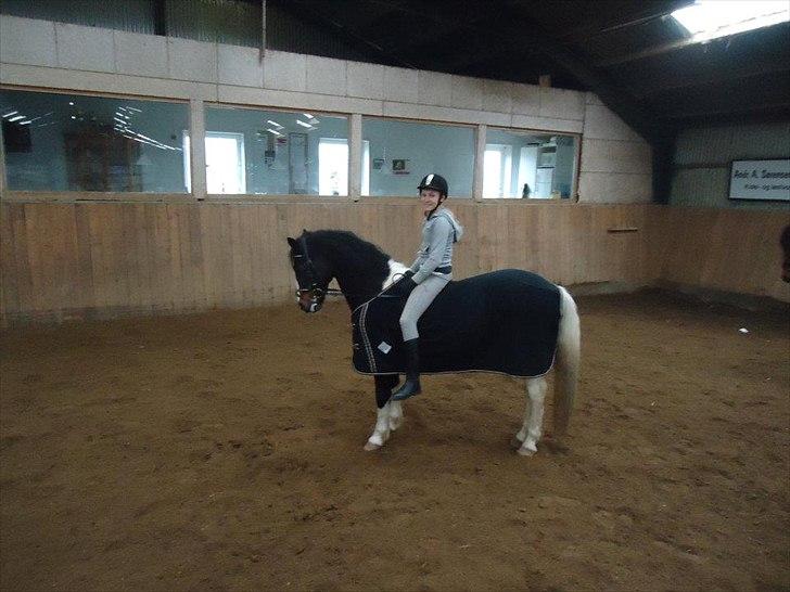 Anden særlig race Amigo "gamle passer pony" billede 3