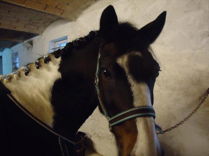 Anden særlig race Amigo "gamle passer pony" billede 4