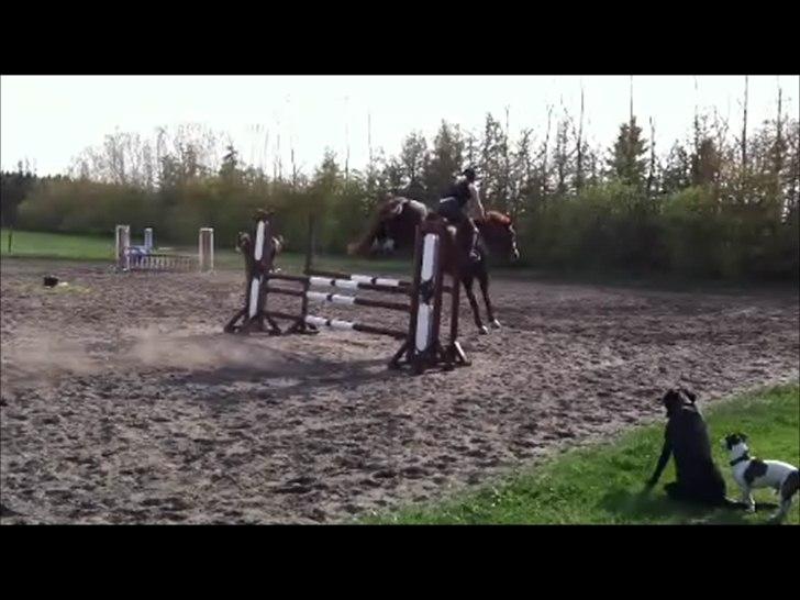 Dansk Varmblod KAWAN - Awesome bagben!  billede 13