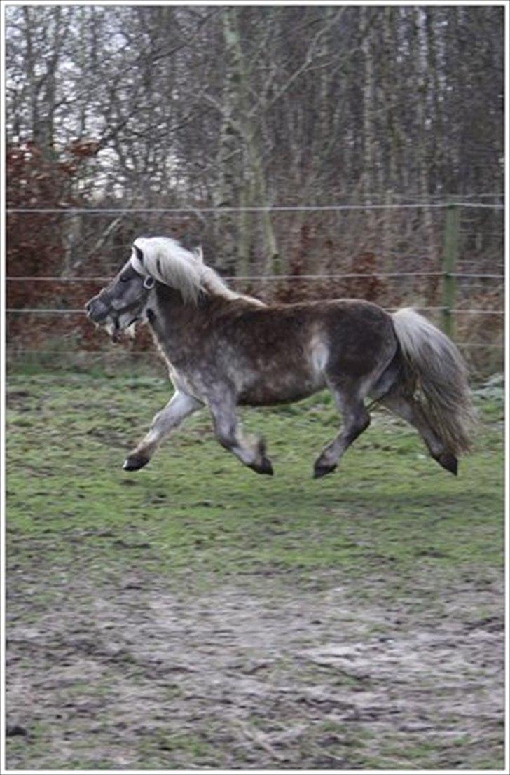 Shetlænder Silver<3 solgt altid elsket og savnet! billede 19