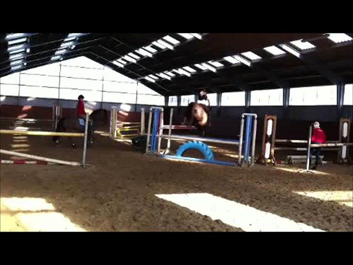 Dansk Varmblod KAWAN - Kawan og hans vilde bagben.. Guuuf! billede 14